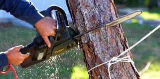 Best Tree Removal  in Comanche, TX