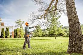 How Our Tree Care Process Works  in  Comanche, TX