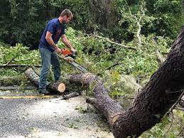 Best Commercial Tree Services  in Comanche, TX