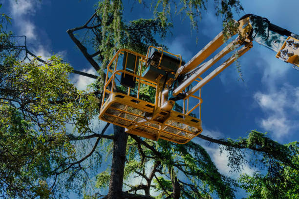  Comanche, TX Tree Services Pros