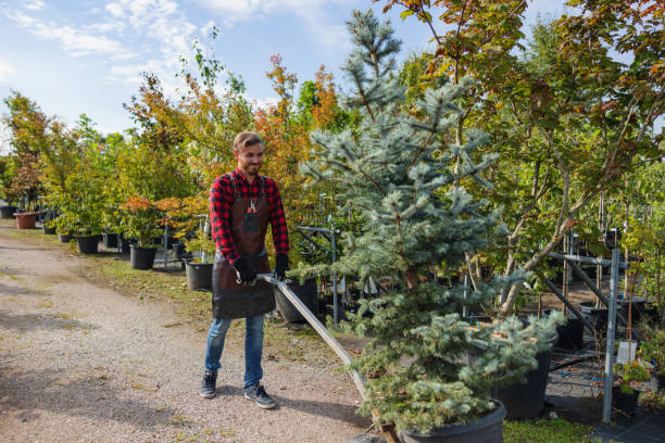 Best Tree Risk Assessment  in Comanche, TX